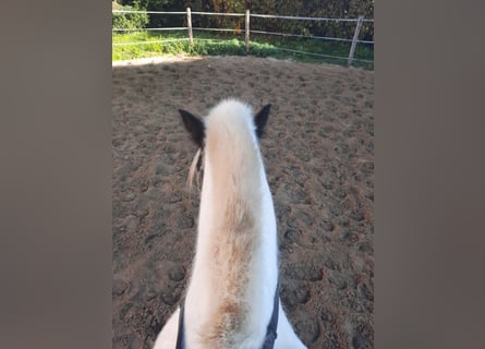 Cob Irlandese / Tinker / Gypsy Vanner, Giumenta, 15 Anni, 147 cm, Pezzato