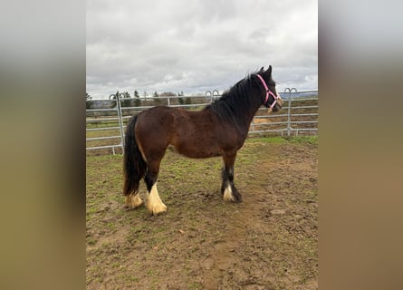 Cob Irlandese / Tinker / Gypsy Vanner, Giumenta, 1 Anno, 142 cm, Baio