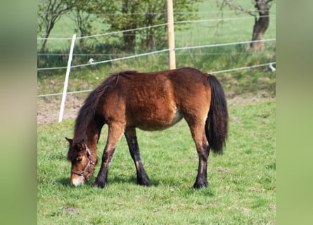 Cob Irlandese / Tinker / Gypsy Vanner Mix, Giumenta, 1 Anno, 145 cm, Baio