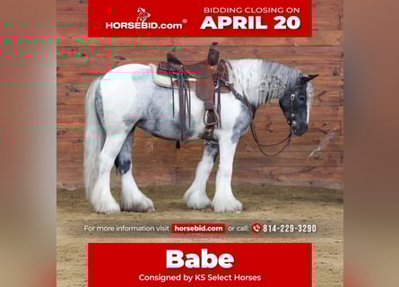 Cob Irlandese / Tinker / Gypsy Vanner, Giumenta, 3 Anni, 147 cm, Pezzato