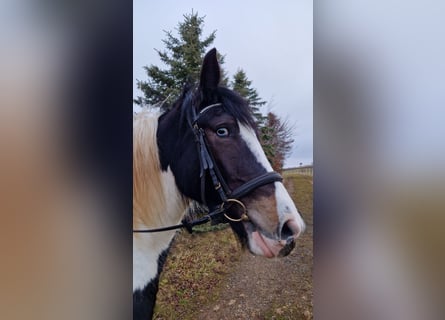 Cob Irlandese / Tinker / Gypsy Vanner, Giumenta, 3 Anni, 155 cm, Pezzato