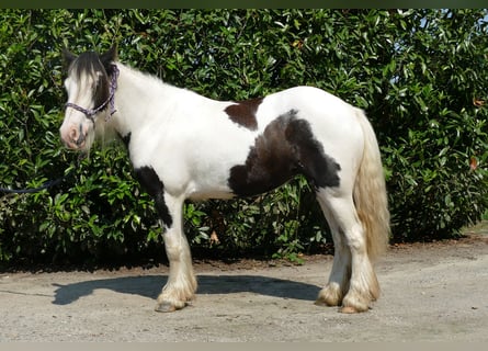 Cob Irlandese / Tinker / Gypsy Vanner, Giumenta, 4 Anni, 135 cm, Pezzato