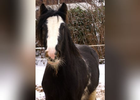 Cob Irlandese / Tinker / Gypsy Vanner, Giumenta, 5 Anni, 128 cm, Morello