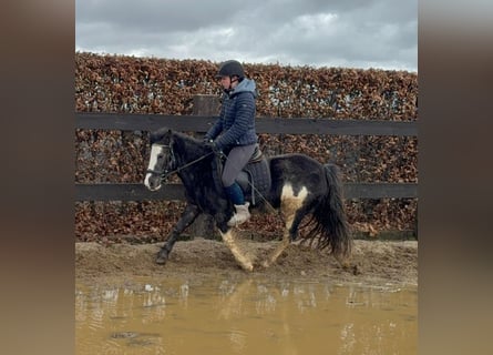 Cob Irlandese / Tinker / Gypsy Vanner Mix, Giumenta, 5 Anni, 128 cm, Pezzato