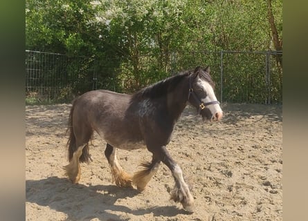 Cob Irlandese / Tinker / Gypsy Vanner, Giumenta, 5 Anni, 140 cm, Falbo baio