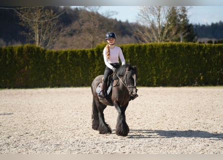Cob Irlandese / Tinker / Gypsy Vanner, Giumenta, 5 Anni, 140 cm, Morello