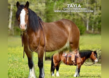 Cob Irlandese / Tinker / Gypsy Vanner, Giumenta, 5 Anni, 142 cm, Baio ciliegia