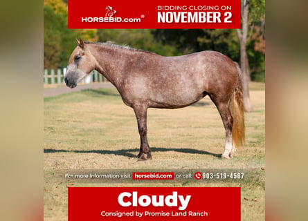 Cob Irlandese / Tinker / Gypsy Vanner Mix, Giumenta, 5 Anni, 142 cm, Grigio