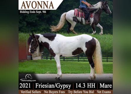 Cob Irlandese / Tinker / Gypsy Vanner Mix, Giumenta, 5 Anni, 150 cm, Tobiano-tutti i colori
