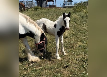 Cob Irlandese / Tinker / Gypsy Vanner, Giumenta, 6 Anni, 130 cm