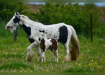 Cob Irlandese / Tinker / Gypsy Vanner, Giumenta, 6 Anni, 132 cm, Pezzato