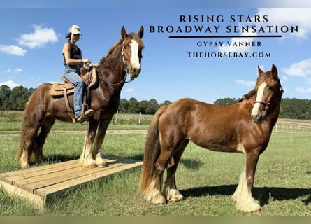 Cob Irlandese / Tinker / Gypsy Vanner, Giumenta, 6 Anni, 142 cm, Sauro scuro