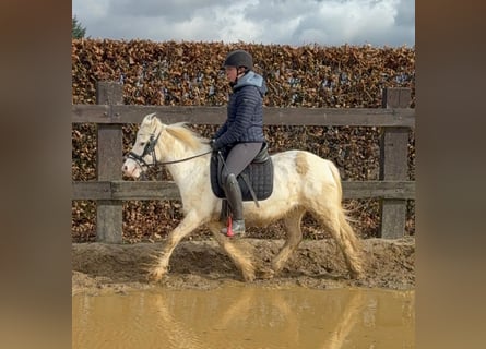 Cob Irlandese / Tinker / Gypsy Vanner, Giumenta, 7 Anni, 128 cm