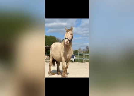 Cob Irlandese / Tinker / Gypsy Vanner, Giumenta, 7 Anni, 128 cm, Champagne