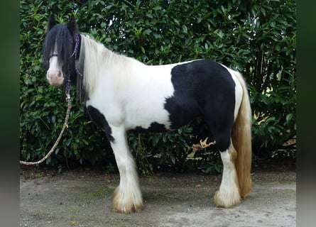 Cob Irlandese / Tinker / Gypsy Vanner, Giumenta, 7 Anni, 132 cm, Pezzato