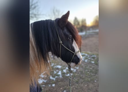 Cob Irlandese / Tinker / Gypsy Vanner, Giumenta, 7 Anni, 150 cm, Pezzato