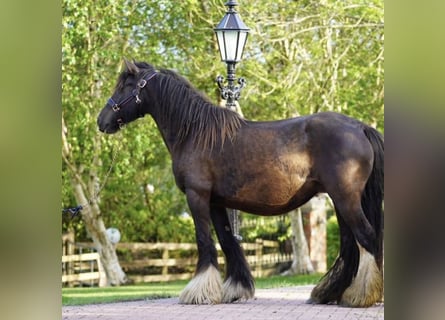 Cob Irlandese / Tinker / Gypsy Vanner, Giumenta, 7 Anni
