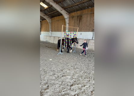 Cob Irlandese / Tinker / Gypsy Vanner, Giumenta, 8 Anni, 124 cm, Morello