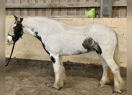Cob Irlandese / Tinker / Gypsy Vanner, Giumenta, 8 Anni, 135 cm, Pezzato