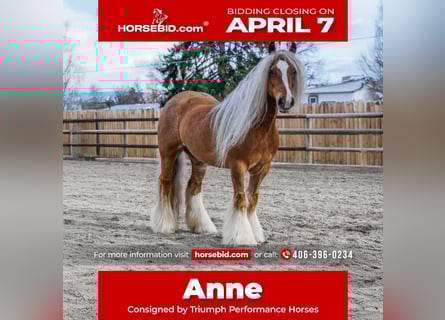 Cob Irlandese / Tinker / Gypsy Vanner, Giumenta, 8 Anni, 135 cm, Sauro scuro