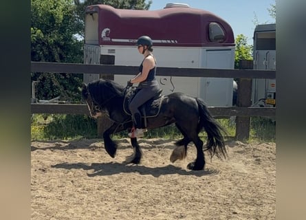 Cob Irlandese / Tinker / Gypsy Vanner, Giumenta, 8 Anni, 136 cm, Morello