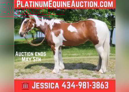 Cob Irlandese / Tinker / Gypsy Vanner, Giumenta, 8 Anni, 147 cm, Tobiano-tutti i colori
