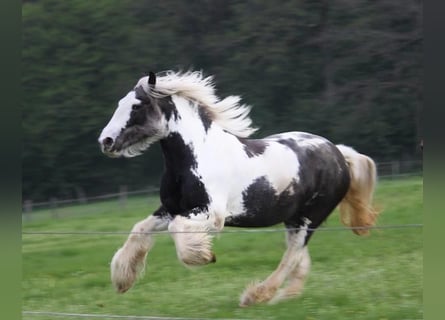 Cob Irlandese / Tinker / Gypsy Vanner, Giumenta, 8 Anni, 153 cm, Pezzato