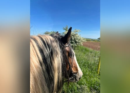 Cob Irlandese / Tinker / Gypsy Vanner, Giumenta, 8 Anni, 154 cm, Pezzato