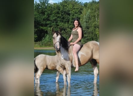 Cob Irlandese / Tinker / Gypsy Vanner Mix, Giumenta, 8 Anni, 158 cm, Falbo