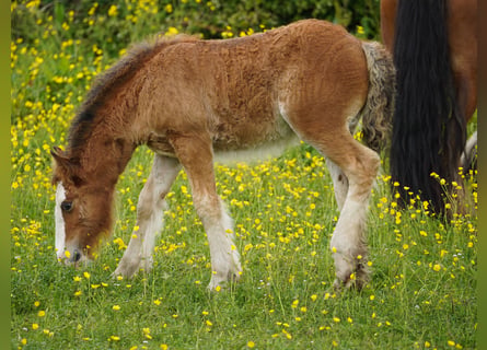 Cob Irlandese / Tinker / Gypsy Vanner, Giumenta, Puledri (03/2026), 153 cm