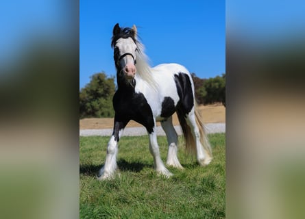 Cob Irlandese / Tinker / Gypsy Vanner, Stallone, 1 Anno, 115 cm, Pezzato