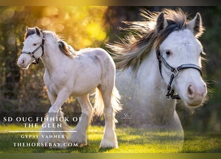 Cob Irlandese / Tinker / Gypsy Vanner, Stallone, 1 Anno, 132 cm, Sabino