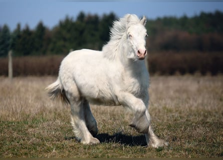 Cob Irlandese / Tinker / Gypsy Vanner, Stallone, 1 Anno, Cremello
