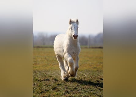 Cob Irlandese / Tinker / Gypsy Vanner, Stallone, 1 Anno, Cremello