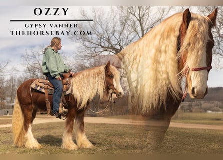 Cob Irlandese / Tinker / Gypsy Vanner, Stallone, 3 Anni, 140 cm, Sauro ciliegia