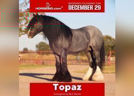 Cob Irlandese / Tinker / Gypsy Vanner, Stallone, 7 Anni, 150 cm, Roano blu