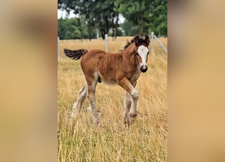 Cob Irlandese / Tinker / Gypsy Vanner, Stallone, Puledri (06/2026), 135 cm, Baio