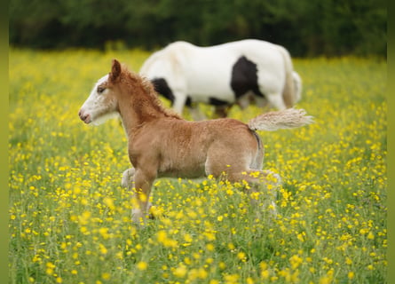 Cob Irlandese / Tinker / Gypsy Vanner, Stallone, Puledri (04/2026)