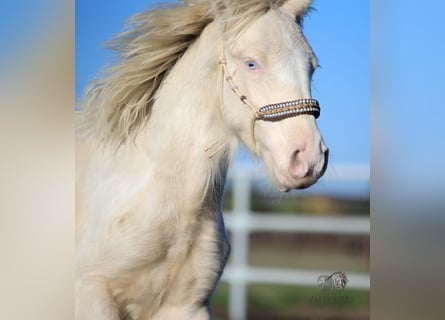 Cob Irlandese / Tinker / Gypsy Vanner, Stallone, Puledri (03/2025), Perlino