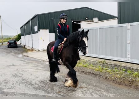 Cob, Jument, 10 Ans, 140 cm, Bai