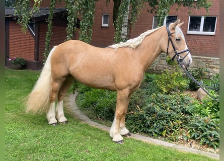 Cob, Jument, 3 Ans, 146 cm, Palomino