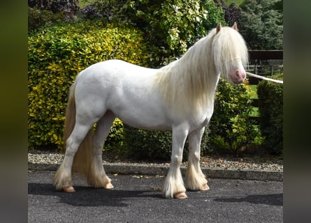 Cob, Jument, 4 Ans, 125 cm, Palomino