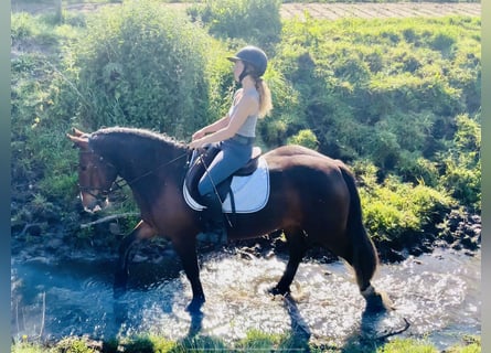 Cob, Jument, 4 Ans, 148 cm, Bai
