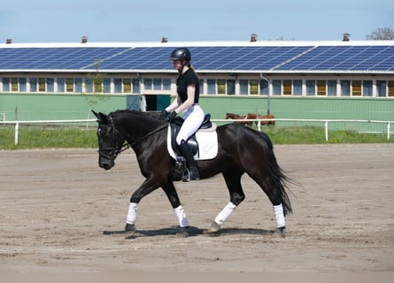 Cob, Jument, 4 Ans, 152 cm, Noir