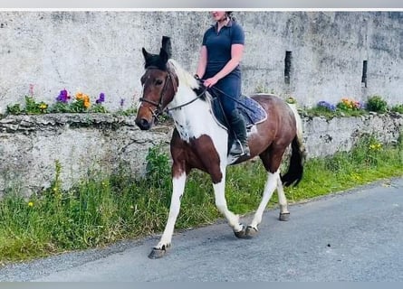 Cob, Jument, 4 Ans, 155 cm, Pinto