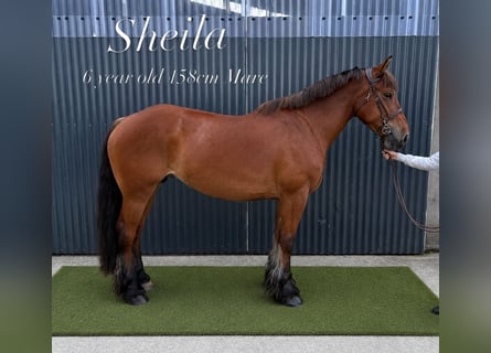 Cob, Jument, 6 Ans, 158 cm, Bai cerise
