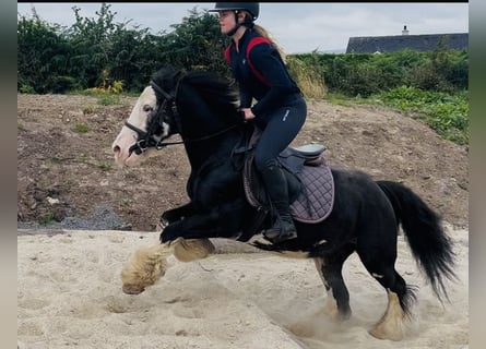 Cob, Jument, 7 Ans, 130 cm, Noir