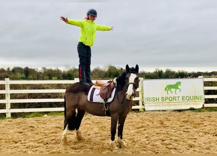 Cob, Jument, 7 Ans, 147 cm, Bai