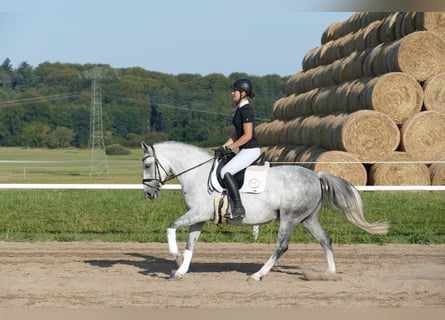 Cob, Jument, 8 Ans, 146 cm, Gris