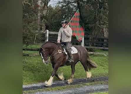 Cob, Jument, 8 Ans, 157 cm, Alezan brûlé